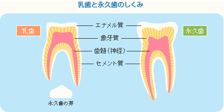 乳歯と永久歯の仕組み